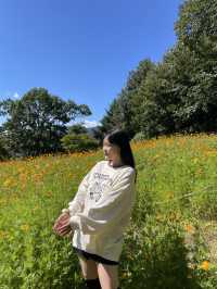 🌼서울대공원 코스모스 언덕