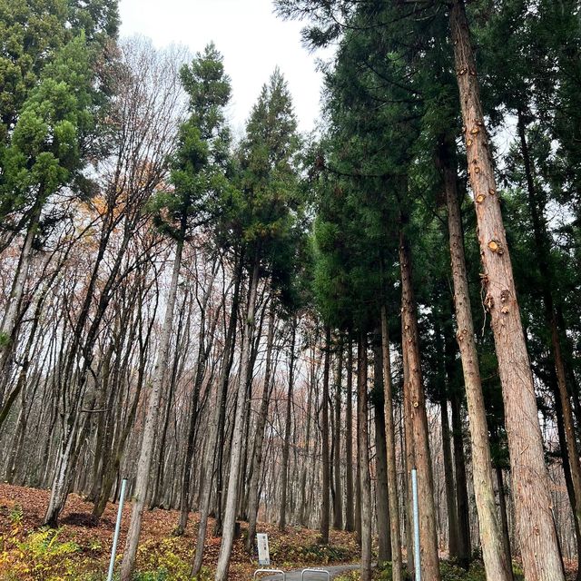 松之山美人林🫶🏻冬日超令景點😬新潟輕鬆樂郊遊