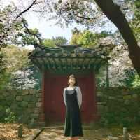 제주 벚꽃 명소 삼성혈