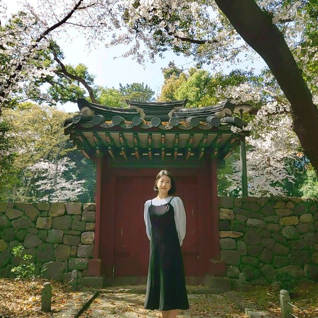 제주 벚꽃 명소 삼성혈