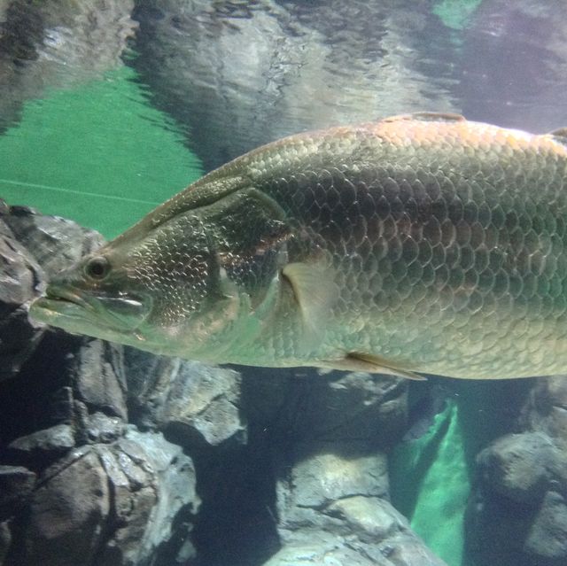 Shanghai Ocean Aquarium.