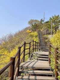 서울 개나리 명소:: 응봉산💛