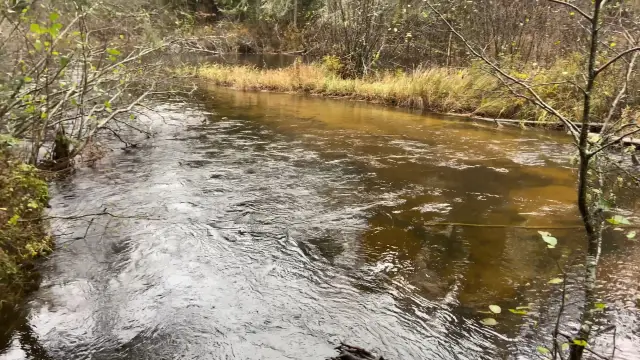 Autumn nature walk in Algonquin Park 