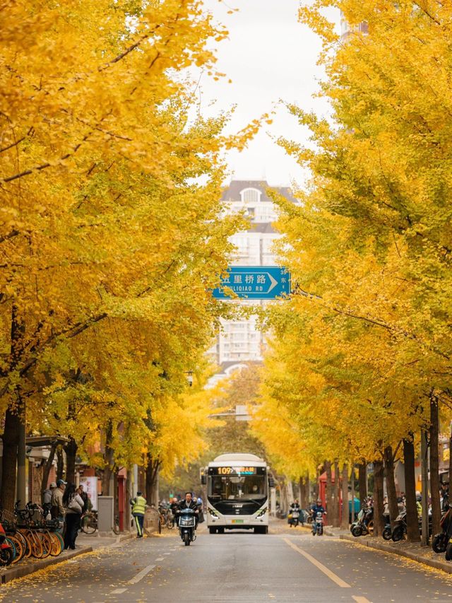 The most beautiful ginkgo in Shanghai 