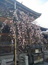 Tokyo Flower Viewing ~ Ueno "Yushima Tenmangu Shrine" Plum Blossoms