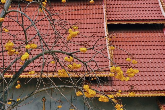 Laos, the lost paradise of Southeast Asia, has beautiful scenery everywhere in the Golden Triangle.