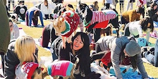 Goat Yoga in Plano, TX! | Holiday Warehouse