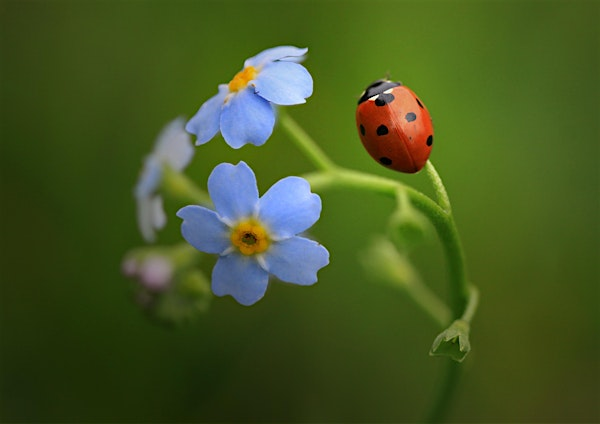 Ladybird Nature Tots at The Wolseley Centre | The Wolseley Centre