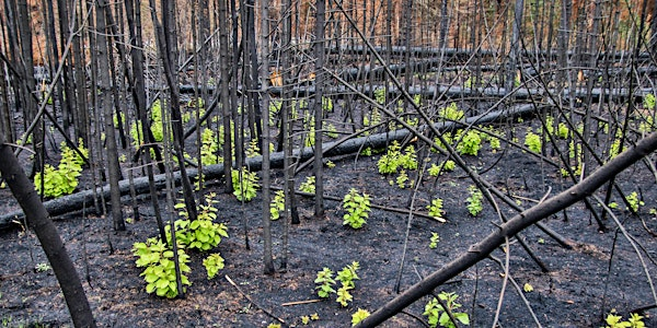 Fire Ecology Hike | Old Fort Point