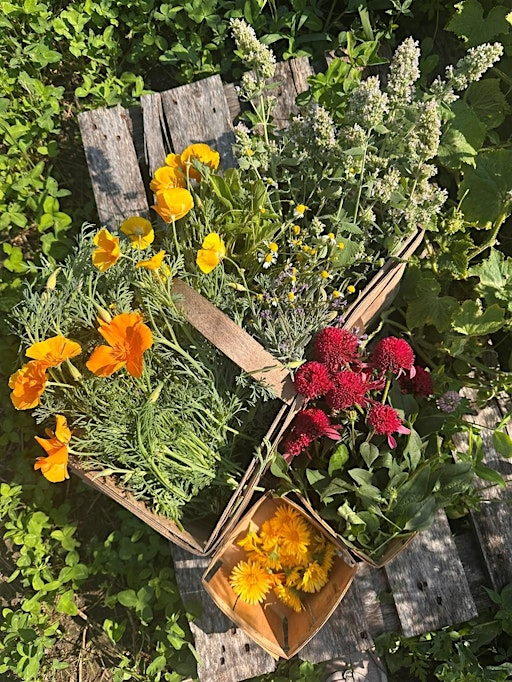 Herbal Harvest: Harvesting and Drying Herbs | Harry P. Leu Gardens