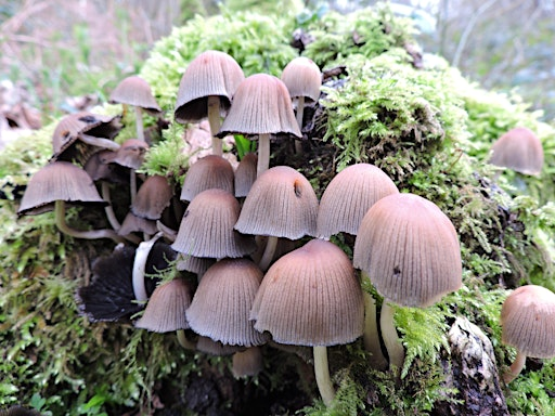 Ecology Tour of Warleigh Nature Reserve, Bath, Somerset | Warleigh Nature Reserve