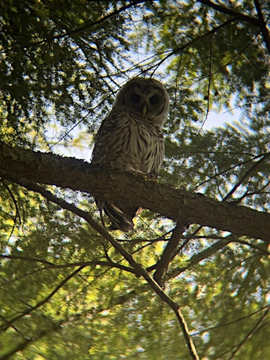 Nocturnal Night Walk | Rockefeller State Park Preserve