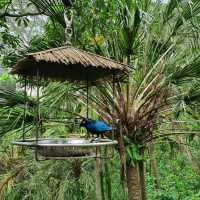 Jurong Bird Park