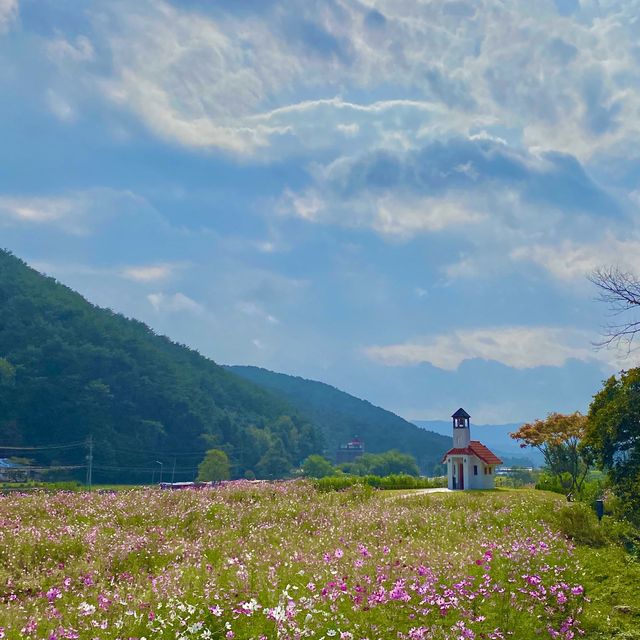 맑은 공기와 예쁜 코스모스, 홍천 무궁화수목원