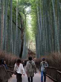 【京都】竹林の小径（嵐山）