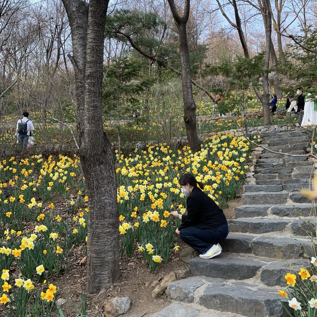 수선화 축제중인 경기도 광주 화담숲