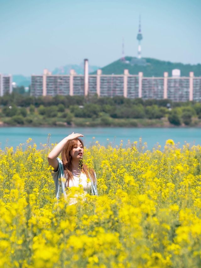 유채꽃은 당연 여기가 으뜸!