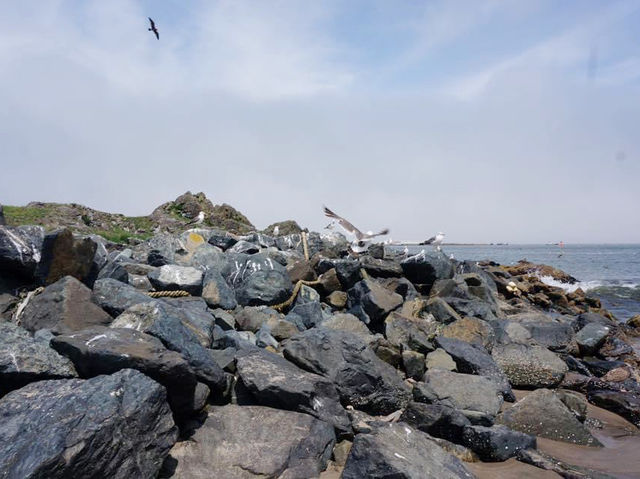 青森縣最北端的㊙️景👉🏻👉🏻蕪島📸️ ‘海鷗島’