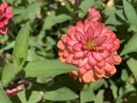 本地遊 ｜ 荔枝角公園 ｜賞花 ｜ 小百日草