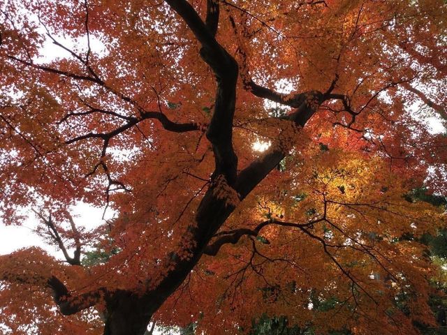 KENROKUEN GARDEN at Kanazawa 