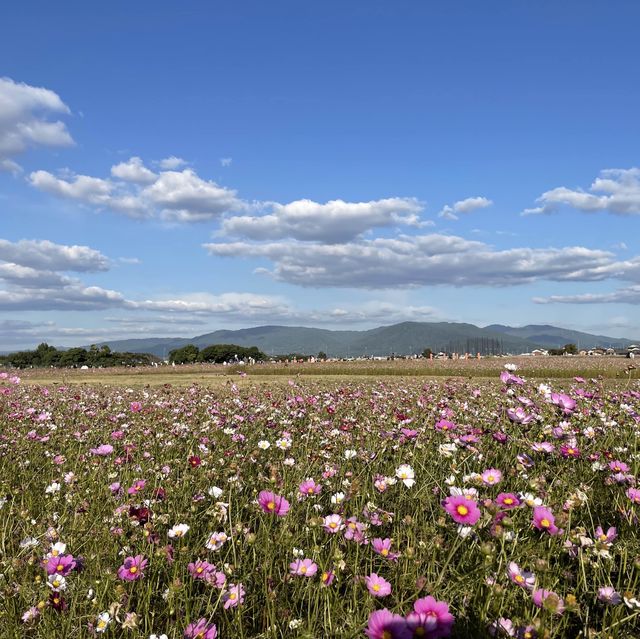 【奈良県】古都奈良のコスモス畑へ