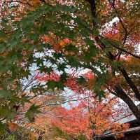 【京都】紅葉が美しい京都のパワースポット