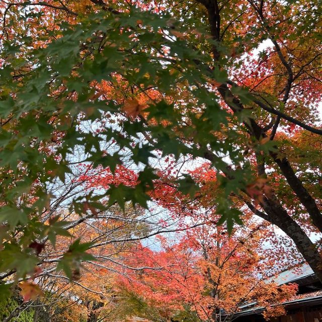 【京都】紅葉が美しい京都のパワースポット