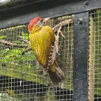Bird Paradise at Jurong Bird Park