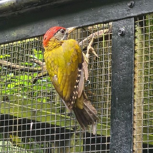 Bird Paradise at Jurong Bird Park
