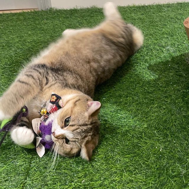 喵🐱
