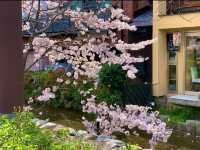 京都　KYOTO SAKURA桜めぐり❗️高瀬川沿いの桜に感動❗️