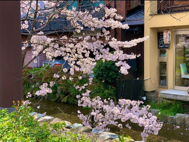京都　KYOTO SAKURA桜めぐり❗️高瀬川沿いの桜に感動❗️