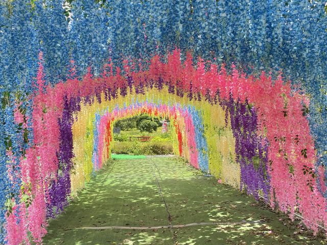 📍蝶豆花有機農莊