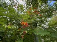 Colourful flowers and butterflies