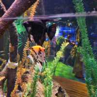 The Sealife At Legoland Malaysia