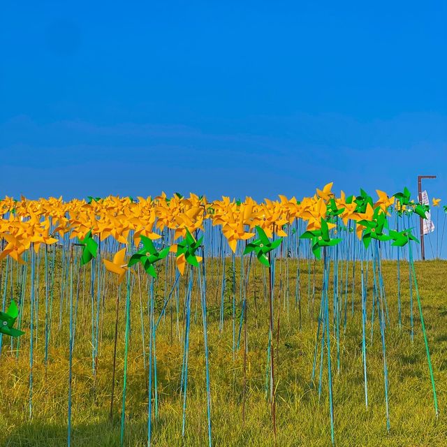 파주 당일 피크닉 추천 📍임진각 평화누리공원