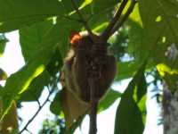 See a Tarsier Up Close