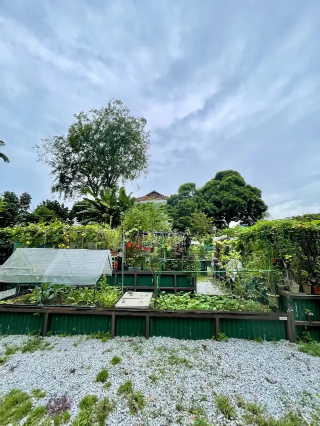 Allotment Garden @ Punggol Park