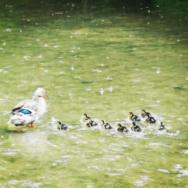 Bourton-on-the-Water