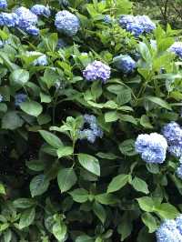 繍球花季景點 杉林溪森林遊樂園