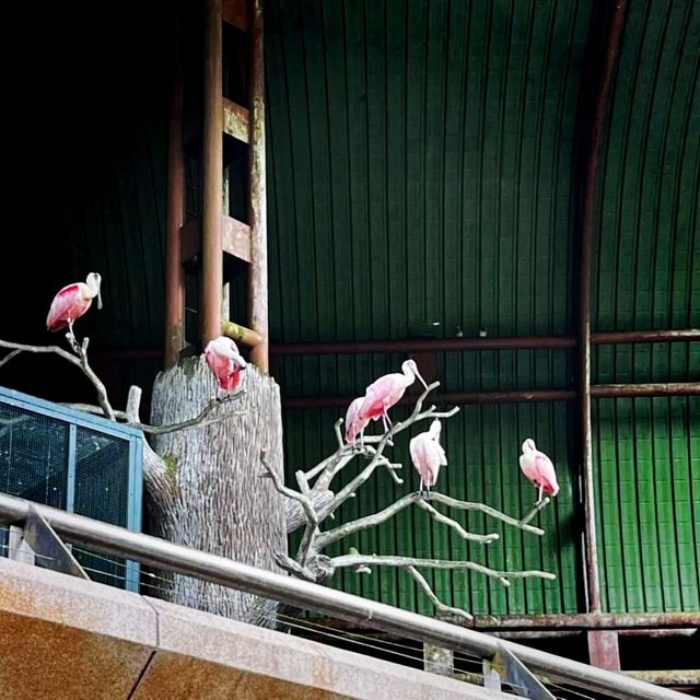The Jurong Bird Park Experience