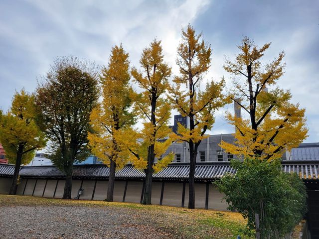 寺內周邊長滿聳立的銀杏樹｜東本願寺