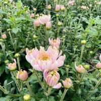 百花齊放！實現一日春天仙子的願望-董家花田