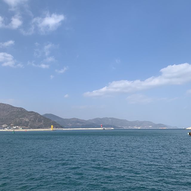 🌊🌺 여수 오동도에서 동백꽃+바다 가득가득 감상하기 🌺🌊