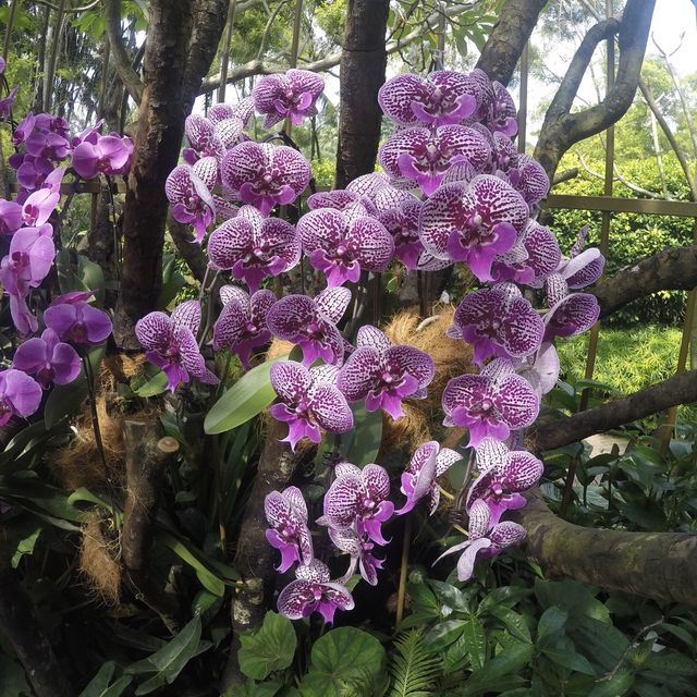 Communing w/ nature @ Nat’l Orchid Garden