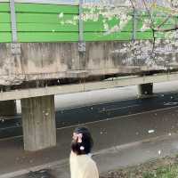 신대방역 벚꽃길 도림천