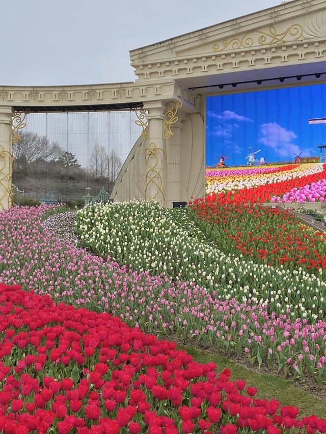 튤립보러 에버랜드로 떠나요