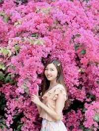 🌺黃金海岸—勒杜鵑小花海🌺