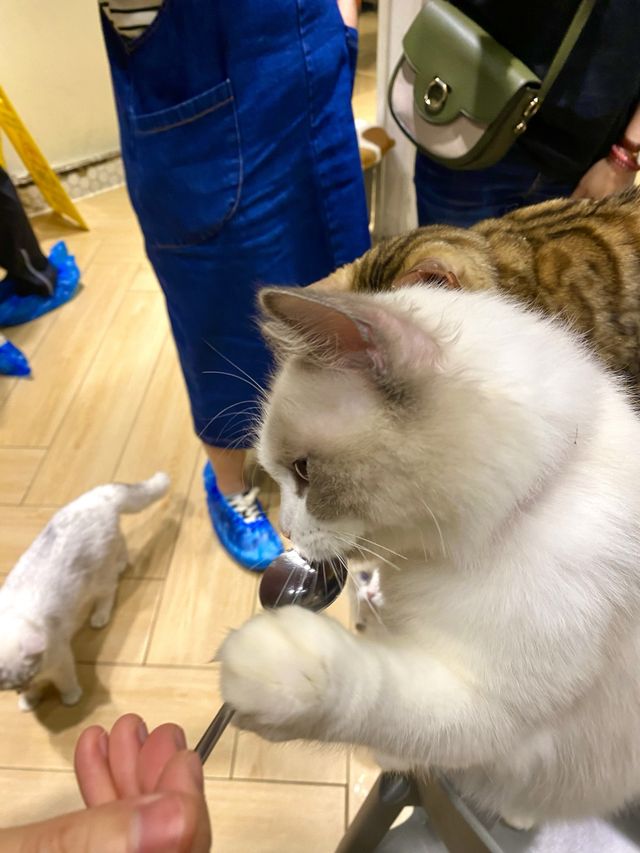 打卡餐廳 🍴有冇人係貓貓控🐱？