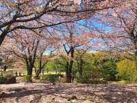 上野公園賞櫻去